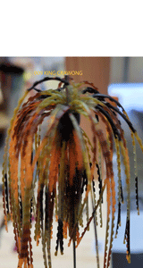 POISON PEANUT HEAD JIG 3/8 OZ 3/0 EWG MUSTAD HOOK 3 pack