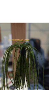 BUSHMASTER PRO STAND UP JIG 3/8 OZ MUSTAD HOOK