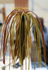 TOUR EDITION DUAL TUNGSTEN DUAL THREAT SWIM JIG 1/4 OZ, Silicone Skirt  2 PACK