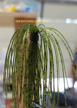 TOUR EDITION DUAL TUNGSTEN DUAL THREAT SWIM JIG 1/4 OZ, Silicone Skirt  2 PACK