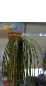 PURE POISON JIGS SHOT CALLER WEEDLESS FINESSE BALL JIG 3/16 OZ 3/0 HOOK SILICONE SKIRT 3 PACK