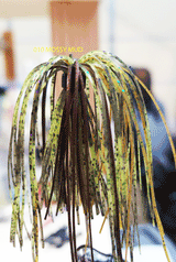 TOUR EDITION DUAL TUNGSTEN DUAL THREAT SWIM JIG 1/4 OZ, Silicone Skirt  2 PACK