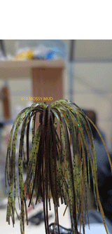 PURE POISON JIGS SHOT CALLER WEEDLESS FINESSE BALL JIG 3/16 OZ 3/0 HOOK SILICONE SKIRT 3 PACK