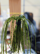 TOUR EDITION DUAL TUNGSTEN DUAL THREAT SWIM JIG 1/4 OZ, Silicone Skirt  2 PACK
