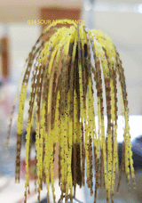 TOUR EDITION DUAL TUNGSTEN DUAL THREAT SWIM JIG 1/4 OZ, Silicone Skirt  2 PACK