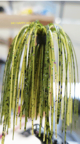 TOUR EDITION DUAL TUNGSTEN DUAL THREAT SWIM JIG 1/4 OZ, Silicone Skirt  2 PACK