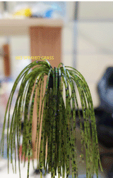 TOUR EDITION PRO PEANUT HEAD JIG 1/2 OZ WITH GAMAKATSU FLAT EYE RB HOOK 3 PACK