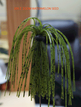 TOUR EDITION DUAL TUNGSTEN DUAL THREAT SWIM JIG 1/4 OZ, Silicone Skirt  2 PACK