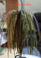 TOUR EDITION DUAL TUNGSTEN DUAL THREAT SWIM JIG 1/4 OZ, Silicone Skirt  2 PACK