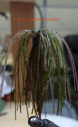PURE POISON JIGS SHOT CALLER WEEDLESS FINESSE BALL JIG 3/16 OZ 3/0 HOOK SILICONE SKIRT 3 PACK